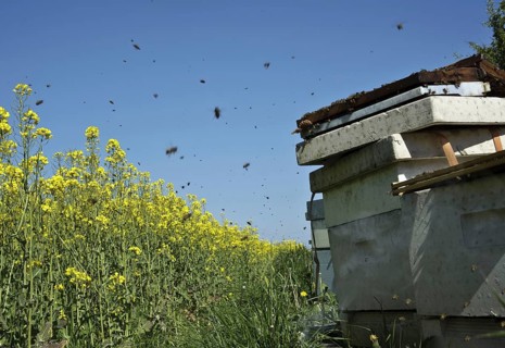 Bee keeping