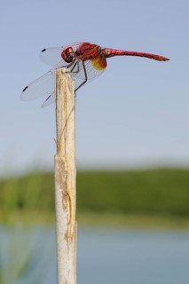 Violet-marked darter