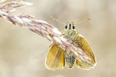 Small skipper