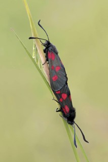 Five-spot Burnet