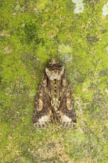 Green-brindled Crescent