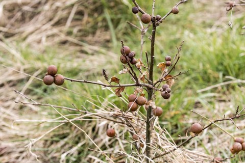 Marble gall