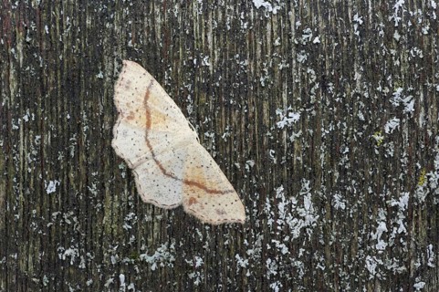 Spotted Oak Girdlewing Moth
