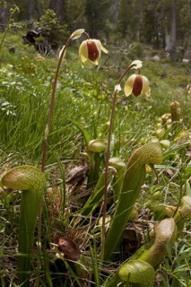 Cobra Lily