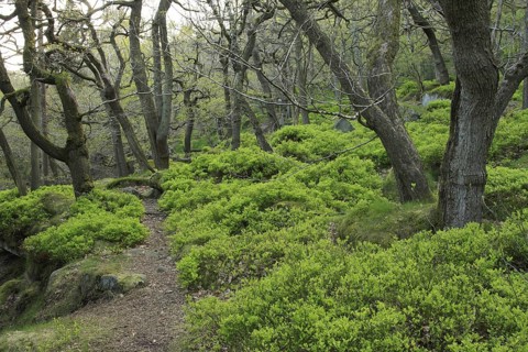 Sessile Oak