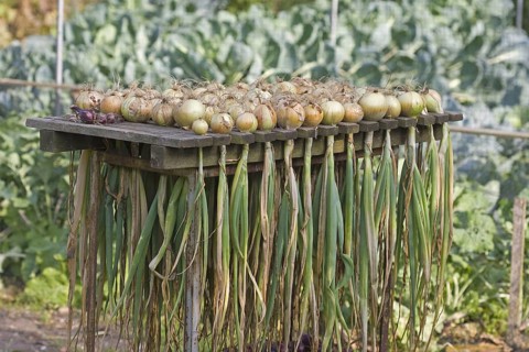 Onion