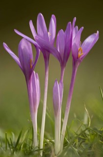 Autumn meadow saffron