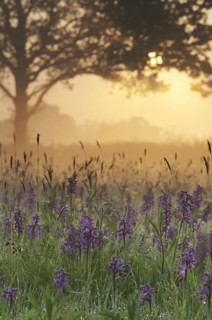 Green-winged Orchid