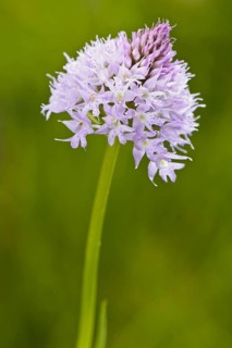 Round-headed Orchid