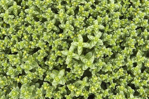Sea sandwort