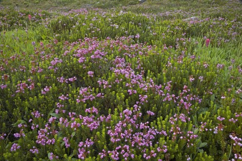 Flowering red heath