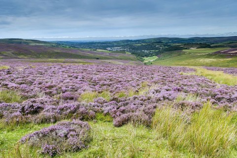 Flowering common heather