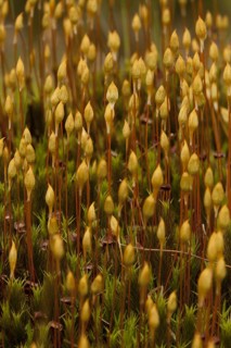 Maiden Hair Moss