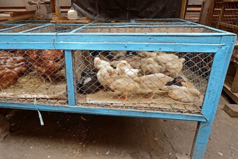Domestic chickens for sale