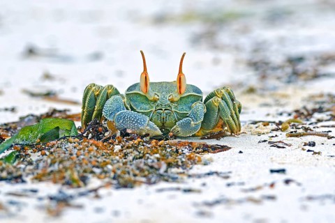 Rider crab