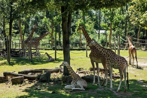 Giraffes with babies at Planckendael Zoo