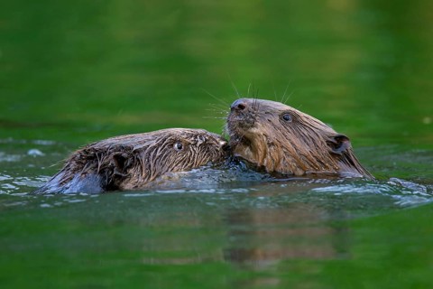 Close-up of two Eurasian beavers