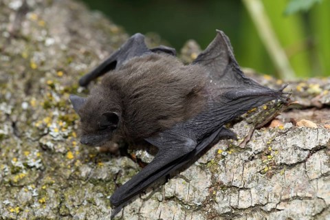 Common pipistrelle