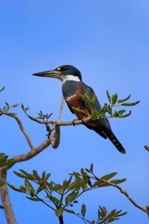 Red-breasted Kingfisher