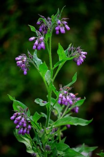 Common common comfrey
