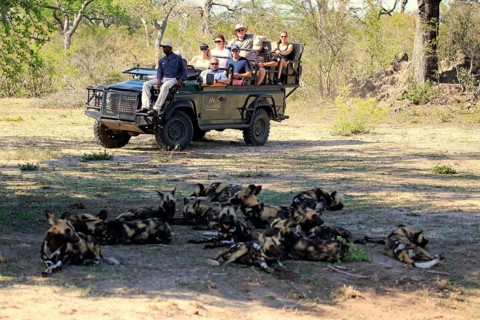 Safari vehicle