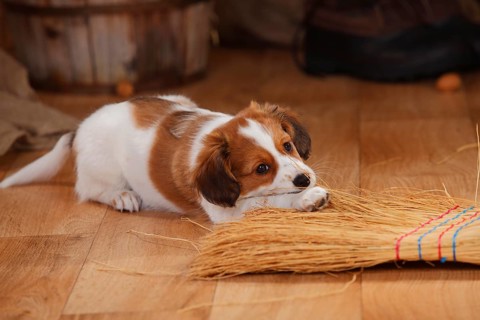 Kooikerhondje