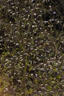 Pied Wagtail