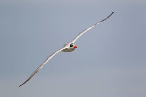 Caspian tern