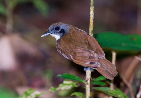Bicoloured Antbird
