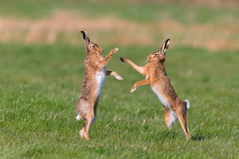 European Hare