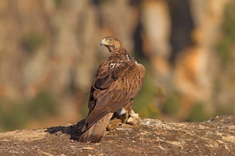 Bonelli's Eagle