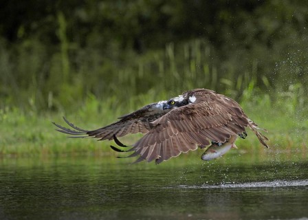Osprey