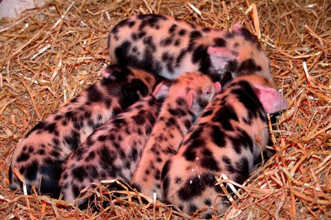Domestic pig