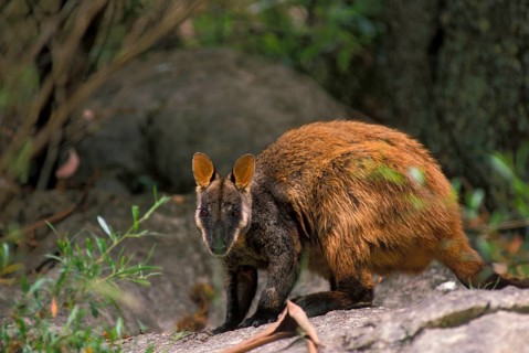Brush-tailed Rock Kangaroo