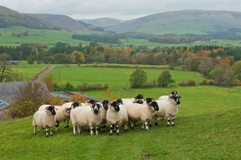 Domestic sheep