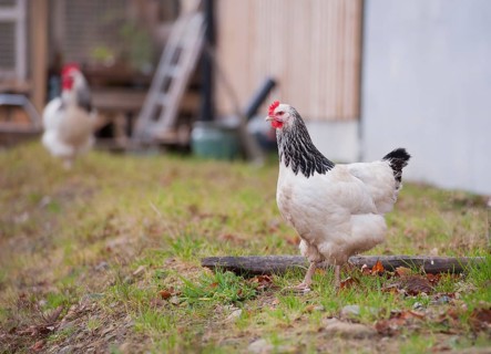 Domestic fowl