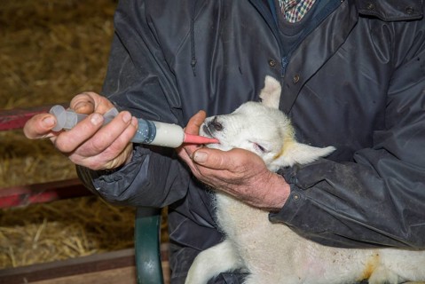 Sheep farming