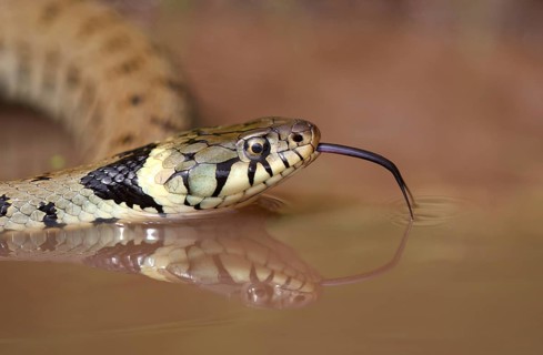 Grass Snake