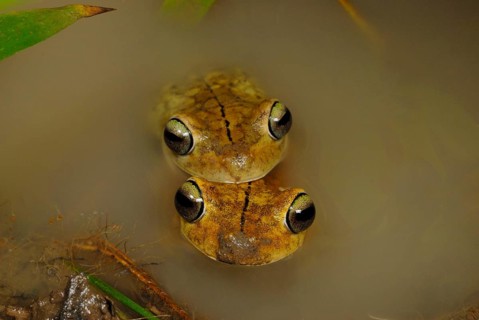 Rosenberg's Gladiator Treefrog