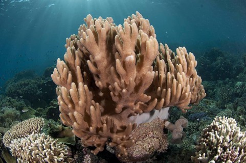 Soft coral