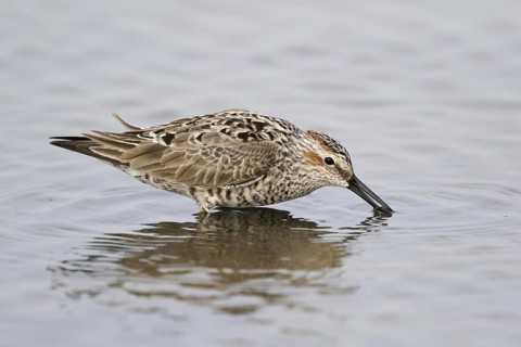 Stilt Sandpiper