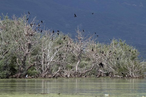 Cormorant nesting colony at Lake Kerkini Northern Greece