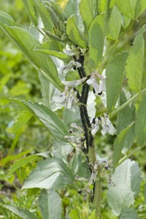 Black bean leaf aphid
