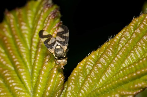Canada thistle gall fly