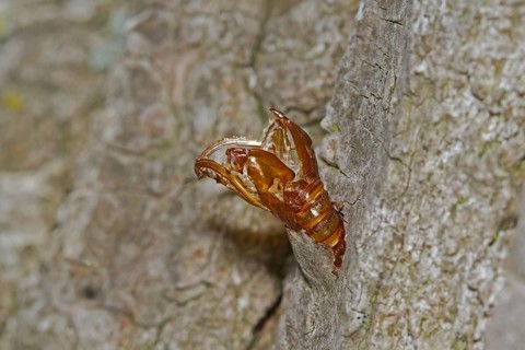 Aegeria apiformis
