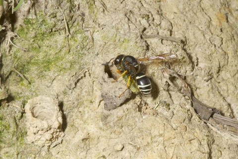 Fen Mason Wasp