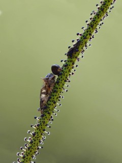 Portuguese sundew
