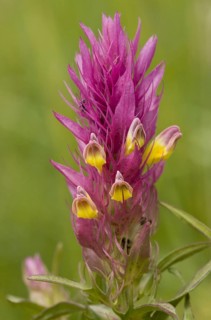 Field field cow-wheat