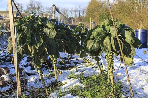 Brussels Sprout