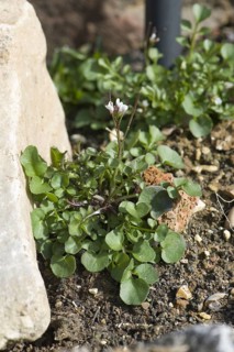 Hairy bittercress